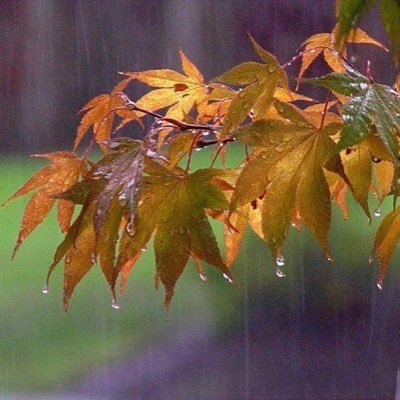 DNicuola's profile picture. female, conservative, Christian . No DMs No porn!