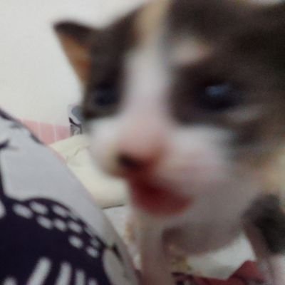 LunaZaffina's profile picture. 🇵🇭 Tarot Reader
Been tarot reading for 8 years ☺
Dm to book a reading 💚

For tips and/or payments:

PayPal- https://t.co/XkeseH4awp

GCASH - 09914095435