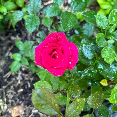 TrudatTrudel's profile picture. 