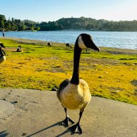 Margo (@goose_2015) 's Twitter Profile Photo