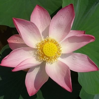 mskamath1908's profile picture. 