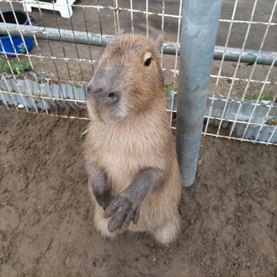 カピバラ多め🐰🌻音楽=好きな人と繋がりたい★カピバラ=好きな人と繋がりたい🐭
無言フォロー歓迎🐾🐾
無言フォロー失礼します🌻🐇🦉
音楽🍀色々🎸LIVE参戦🍎(*'ω'*)お笑い☀
2025ライブ.1/9.2/14.6/6.8/9.8/15.→8/19.11/3.11/17
旧 @himariss1