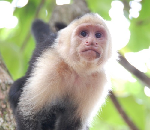 CRManuelAntonio's profile picture. Manuel Antonio Welcome Center.