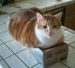 PorkpieSays's profile picture. Hi I'm Porkpie! I weigh 22lbs & like to sit on things! I am looking for firneds & followers of all kinds who like big cats like me!