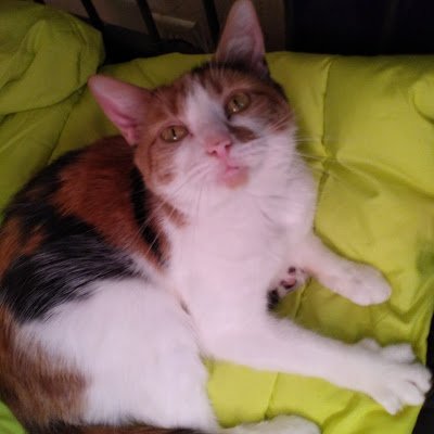 ethankarmann's profile picture. 