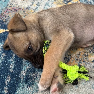 Rduuuuuu's profile picture. 