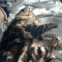 adinn (@pieceofdin) 's Twitter Profile