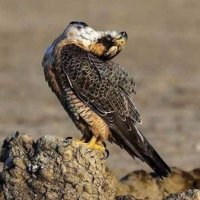 علي سمكري (@smkry94951) 's Twitter Profile