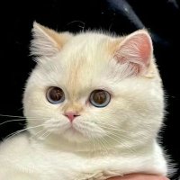D. (@dear6802) 's Twitter Profile