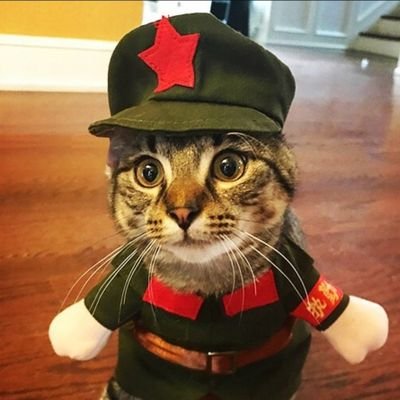 CTO Chairman Meow, will lead his followers to a paws-perous future! Join the revolution! https://t.co/sz9EEPvON4 *$CMEOW