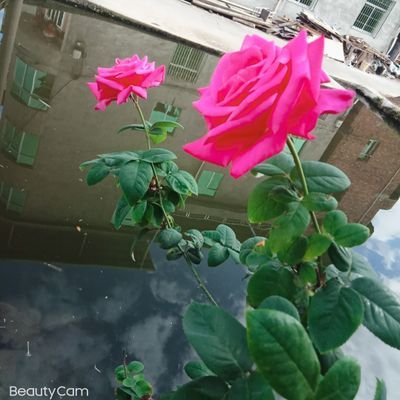fengchefang's profile picture. 