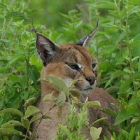 🇹🇿 Hiroaki_Kaneko🇹🇿「生きる強さ」❗ (@serengeti922) 's Twitter Profile Photo 🇹🇿 Hiroaki_Kaneko🇹🇿「生きる強さ」❗ (@serengeti922) 's Twitter Profile Photo