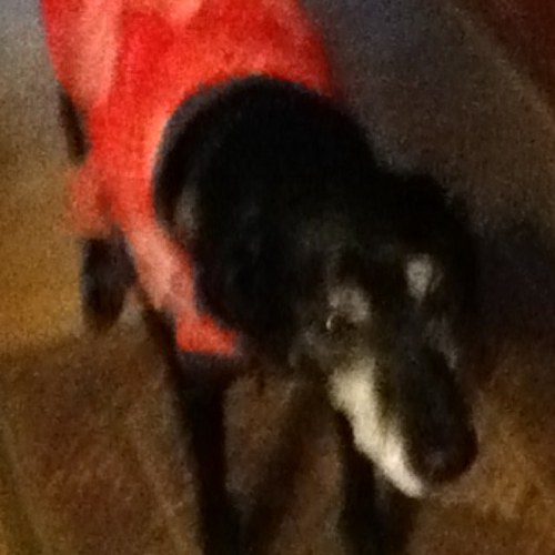 Sarahgoat2's profile picture. act 4 ever and sing