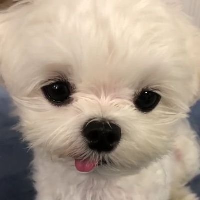 똥강아지