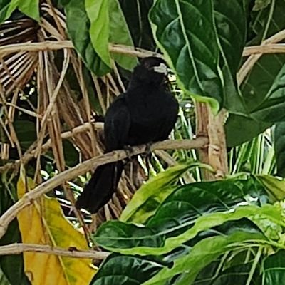 accesscode305's profile picture. Boomer. n=1.