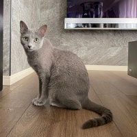ロシアンブルー様⁂ ロシアンブルー専門キャッテリーのアネラブルーANELABLUE