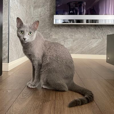 ロシアンブルーのベル🐈‍⬛ (@belle20220715) / X