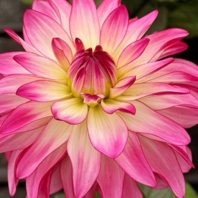 CapsIceQueen54's profile picture. 