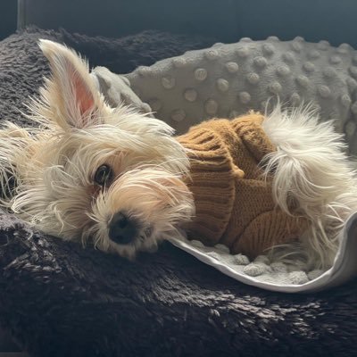 SKDhillon02's profile picture. 