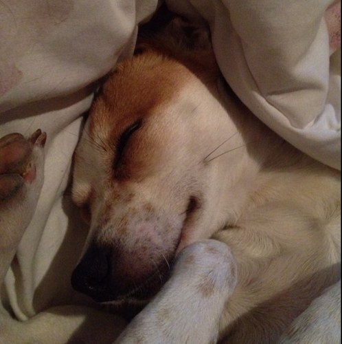 az_robin's profile picture. 