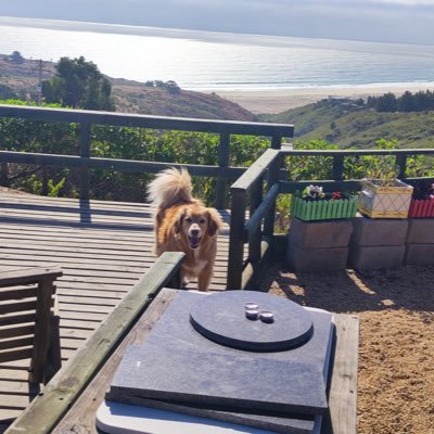 pablinkin's profile picture. #Doglover #adoptanocompres #medicinal🍀 #palestinalibre 🇵🇸