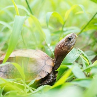 ヒラセガメが好きで繁殖を目指しています。その他セマル、ガルフ、ヤマガメ、ドロガメ、ニオイガメを飼育しています。カメ好きな方と楽しく交流したいです。よろしくお願い致します✨