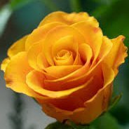 NeverRedvsBlue's profile picture. Video Games 🎮 Science Fiction 🚀 History 📜 Space Exploration ✨ Gardening 🌿 Bikini Pics 👙 Role Playing Games 🎲 Nature 🌼 Earth 🌎 420