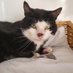 Stray Cat Rescue Team West Midlands (@straycatswm) Twitter profile photo Stray Cat Rescue Team West Midlands (@straycatswm) Twitter profile photo