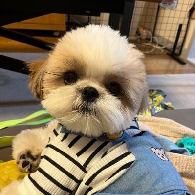 シーズー犬ページです♡ 急に起こされて歩いているボクはほぼ眠ってる。いったいどこに行くの