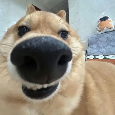 veronogues's profile picture. 
