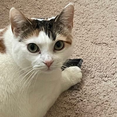 Michelle241994's profile picture. 