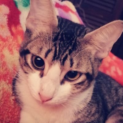 safiro_kioko's profile picture. Just... A quiet entity...