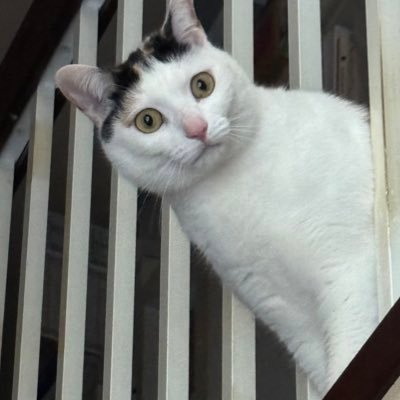 ni_ni_ninin's profile picture. 