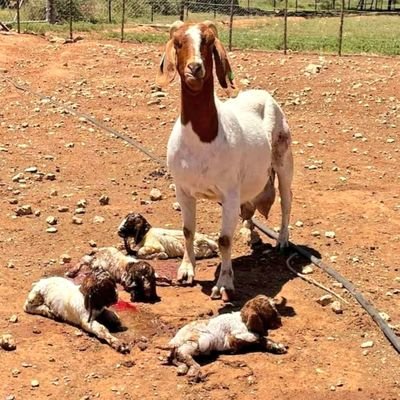 optimisticgiddy's profile picture. A nurse by profession