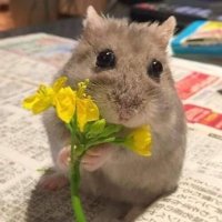 k1ng (@k1nglm) 's Twitter Profile