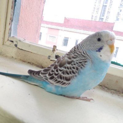 ForanFang's profile picture. 