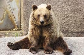 brownbear317's profile picture. 