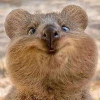 Teee (@teeetv) 's Twitter Profile