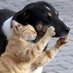YasamHakkıKutsaldır (@yasamhakki_) Twitter profile photo YasamHakkıKutsaldır (@yasamhakki_) Twitter profile photo