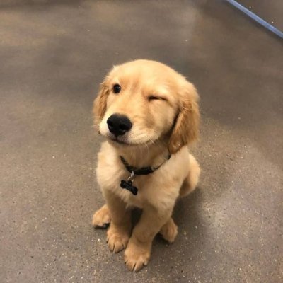 thegoldycoin's profile picture. The goodest boy community takeover.