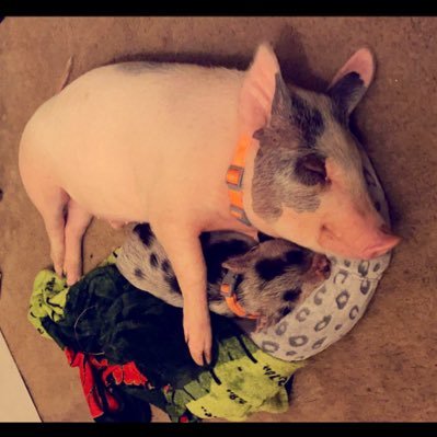 365operation711's profile picture. 