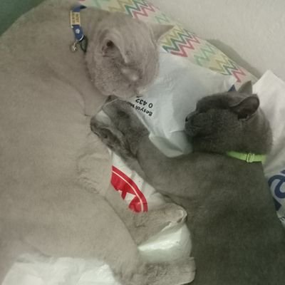 ResimciReyhan's profile picture. her RT ve FAV onayladigim anlamına gelmez 
küfür hakaret kişisel haklara taciz gibi durumlarda adliyede görüşürüz

#sokaktabasibosköpekolmaz