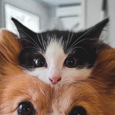 x1412k's profile picture. 圧倒的ハチワレ派