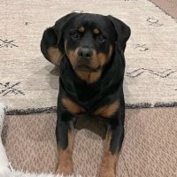 wood (@woodusapatriot) 's Twitter Profile