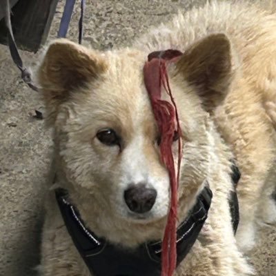 XIXI_cod's profile picture. 