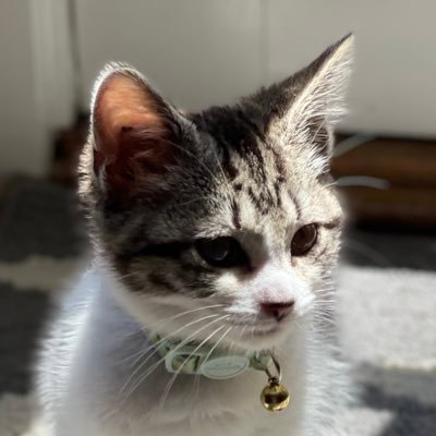 AlexmChadwick's profile picture. Clumsy Ninja cursed me for turning 18 because I made my account to get rewards smh