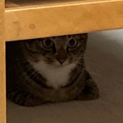 FujiwaraSy83989's profile picture. 大学で演劇をやってます。絵を描く、猫、アニメ好き