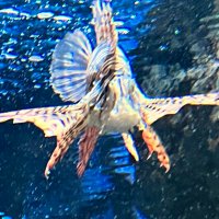 Yu-KUN (@yuukunnpf) 's Twitter Profile