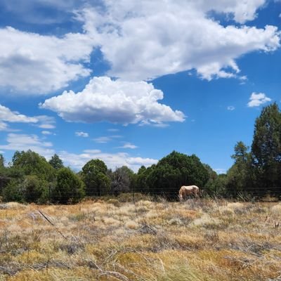 The1TheWild1's profile picture. Old soul, into Holistic, and Naturopathic health. An american patriot, born free, America first & Trump supporter. Tired of all the bullshit