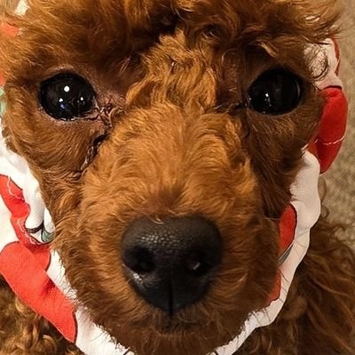 夫とdbdたのしんでます♥︎ | 2わん1にゃんと賑やか生活☺︎ | vcなしで気軽に遊べるフレがほしい | ♡ -› dbd / わんこ / ヴァルヴレイヴ / ポケポケ